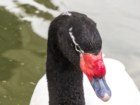 Swans in a pond float and look for a forageの写真素材