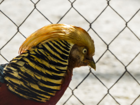 The small cattle goes on a farmyard in search of foodの写真素材