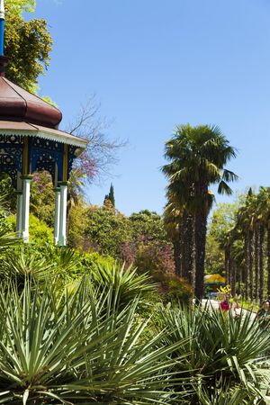 Palm trees and cypresses grow in the South and are pleasing to the eye beautyの写真素材
