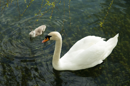 Swans in a pond float in search of food and pose for photographersの写真素材