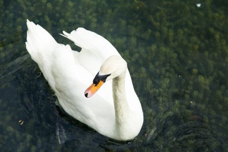 Swans in a pond float in search of food and pose for photographersの写真素材