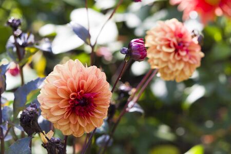 Autumn flowers grow in the joy of the people in the bright light of the sunの写真素材