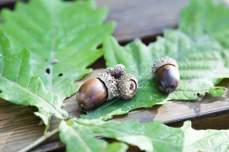 Oak leaves and acorns lie on a wooden table in the dim light of sunset