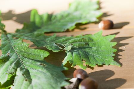 Oak leaves and acorns lie on a wooden table in the dim light of sunset