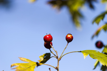 Autumn berries in the light of the bright sun beautiful autumn day