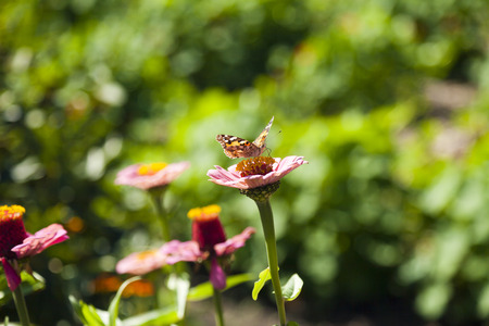 The butterfly on a flower collecting nectar and pleases people beautyの写真素材