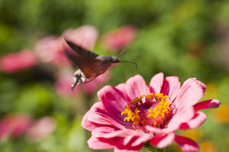 Hyles on a flower collecting nectar, often waving wingsの写真素材