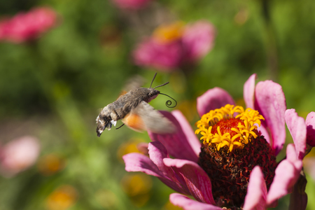 Hyles on a flower collecting nectar, often waving wingsの写真素材