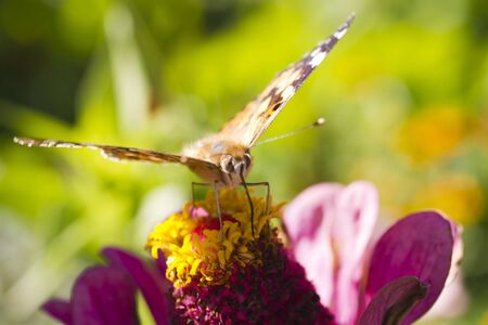 The butterfly on a flower collecting nectar on a bright sunny dayの写真素材