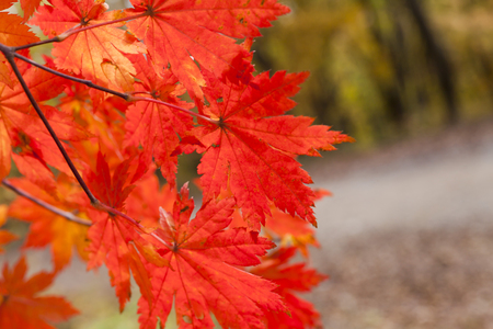 The autumn wood waiting for winter is pleasing to the eye rich paintsの写真素材