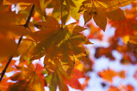 The autumn wood waiting for winter is pleasing to the eye rich paints