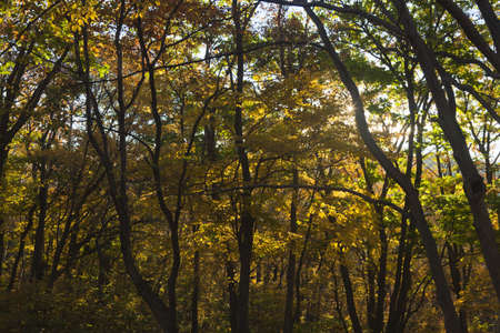 Autumn forest colorful stands in the last days of autumnの写真素材