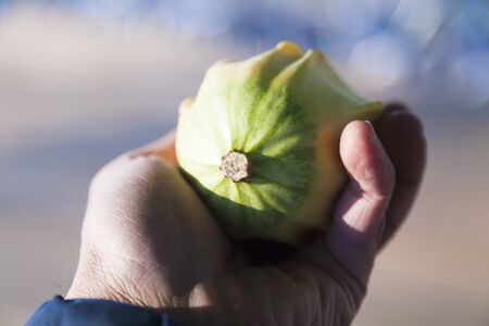 Little squash on the table forgotten when harvestedの写真素材