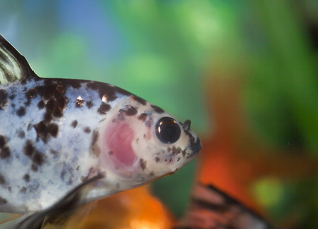 Fish in an aquarium floats in search of food