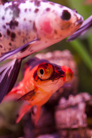 Fish in an aquarium floats in search of foodの写真素材