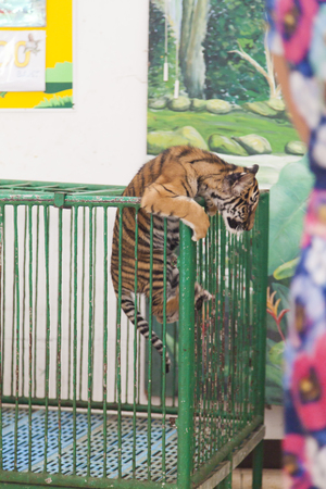 The tiger cub in a cage, but tries to get out from thereの写真素材
