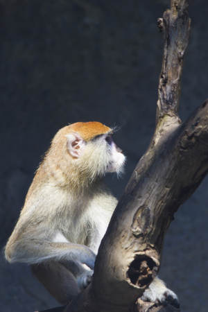 Monkeys in a zoo go about the own business and don't pay attention to people