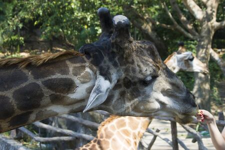The camel in a zoo looks down on people and wants to spit