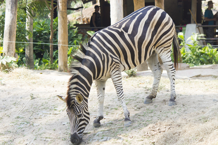 Zebras in a zoo peacefully nibble a grass on a clearingの写真素材