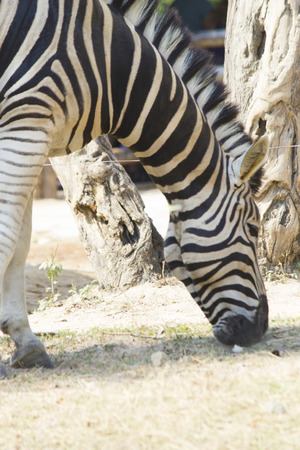 Zebras in a zoo peacefully nibble a grass on a clearingの写真素材