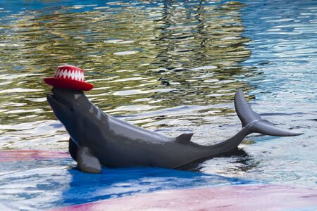 Dolphins in a dolphinarium address the audience and are very happyの写真素材