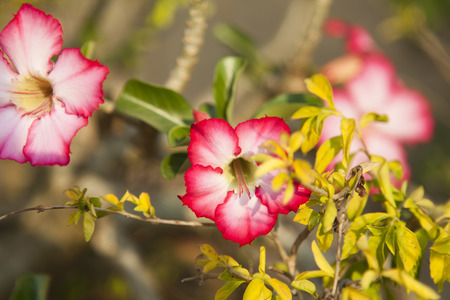 Beautiful tropical flowers in beams of the soft morning sunの写真素材