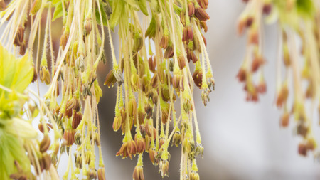 Ear rings on a tree show that the spring after all has comeの写真素材
