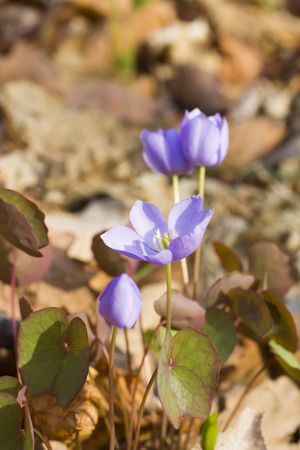 The first spring flowers are pleasing to the eye in the spring woodの写真素材