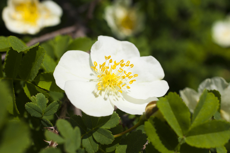 Beautiful spring flowers are pleasing to the eye beauty and tendernessの写真素材