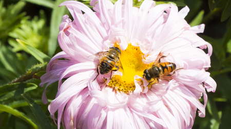 The bee on a flower pollinates it and collects nectar