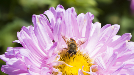 The bee on a flower pollinates it and collects nectarの写真素材