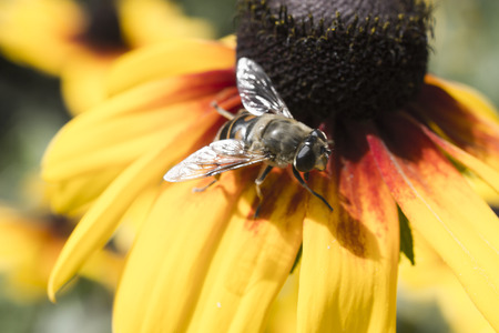 The bee on a flower pollinates it and collects nectar