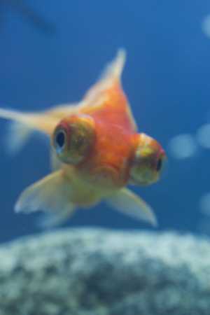 Small fishes in an aquarium swim in search of foodの写真素材