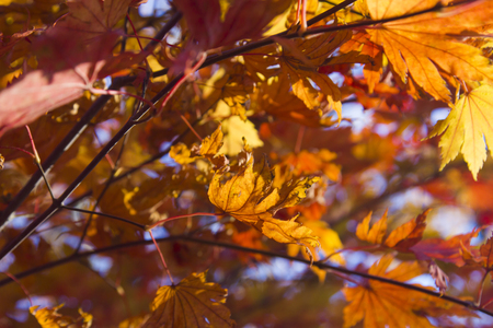 Leaves in the autumn wood will fly soon because soon winterの写真素材