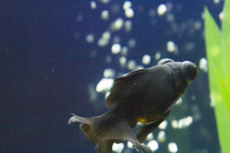 The small fish in an aquarium swims in search of foodの写真素材