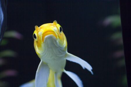 The small fish in an aquarium swims in search of foodの写真素材