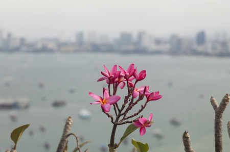 Beautiful tropical flowers are pleasing to the human eyeの写真素材