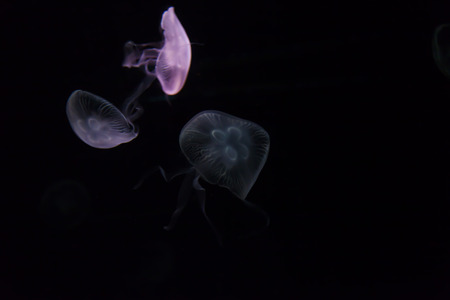 Jellyfishes in an aquarium swim and glow in the dark
