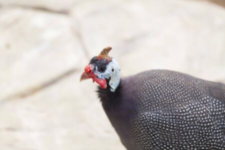 The turkey on walk goes in search of a turkey-cockの写真素材