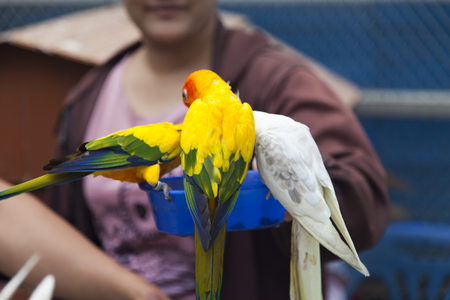 Little color parrots sit and wait for a forageの写真素材