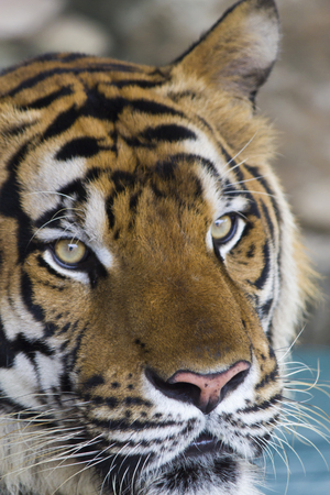 Beautiful striped tiger it is lazy lies and watches people