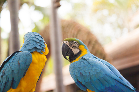The beautiful color parrot sits on a pole and thinks that the cleverest
