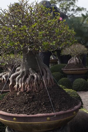 The beautiful tropical park - the most remarkable vacation spot all familyの写真素材