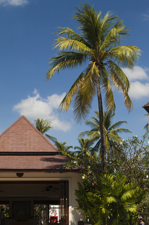 Palm trees against the background of the sky are similar to hedgehogsの写真素材