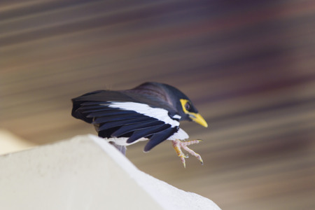 The little birdie a starling has decided to fly closer to peopleの写真素材