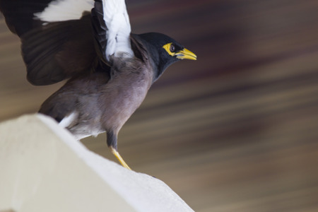 The little birdie a starling has decided to fly closer to peopleの写真素材