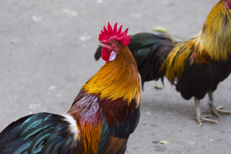 Hens and roosters for days on end go in search of foodの写真素材