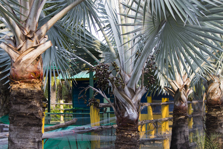 Palm trees grow everywhere, on water and at waterの写真素材