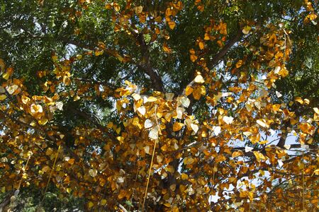 Tree with golden leaves does not exist, but it would be desirable, that was