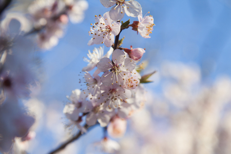 The tree is in bloom similar to the bride before a weddingの写真素材